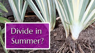 Divide These 3 Perennials in Summer for Free Plants [upl. by Nosnej]