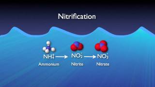 Nitrogen Removal Basics [upl. by Dorotea]