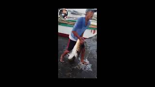 Amazing 26 kg Fresh cobia Rachycentron canadumo Pandawan huli Ng mangingisda [upl. by Pelson]