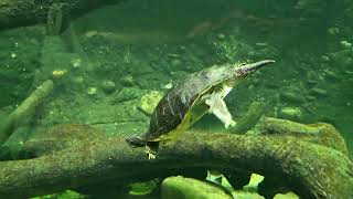 The Pig Nosed Turtle and the River Cooter Turtle Australia [upl. by Willdon]