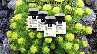 22 Beneficios de la Rhodiola Rosea [upl. by Romona]