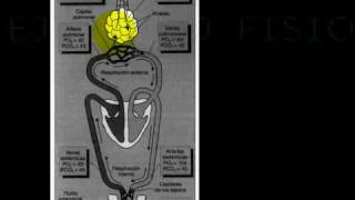 FISIOLOGIA CARDIOPULMONAR Y EJERCICIO 8 [upl. by Holder]