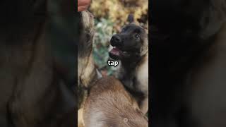 Teach your puppy a trick easy dogtricks dogtraining puppytraining germanshepherd puppy [upl. by Eleanora]