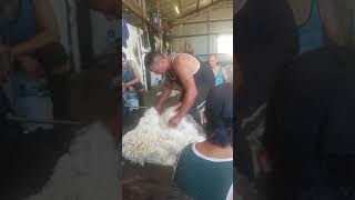 Cartwright TerryShearing Demo [upl. by Atenek301]