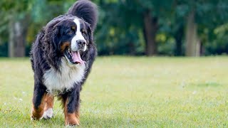 Bernese Mountain Dogs Morning Routine [upl. by Halverson]