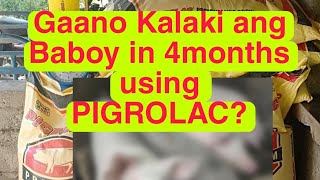 4 Months na Baboy gamit ang Pigrolac gaano kaya kalakiAlamin [upl. by Aes]