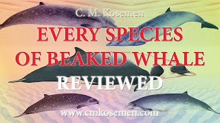 Beaked Whale Special Reviewing EVERY Known Species [upl. by Lorsung11]