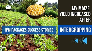 Intercropping Maize and Beans  Colleta Odera Kenya [upl. by Iralav]