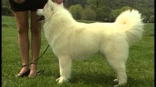 Samoyed  AKC Dog Breed Series [upl. by Trebron473]