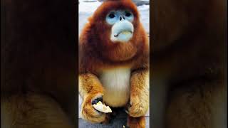 Golden monkey eating orange monkeybehavior animals playfulprimates monkeydiet cute [upl. by Charlean]