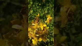 ST JOHNS WORT See Latest Scientific Review in Description medicinalherb [upl. by Newlin]