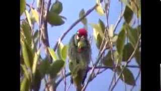 Birds of Doi Inthanon National Park Thailand part 2 [upl. by Ruperta]