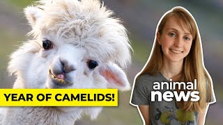 Why the UN is celebrating camels llamas and alpacas this year  CBC Kids News [upl. by Eissert828]