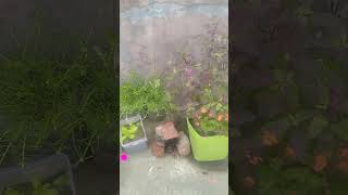 Tulsi  short  video  flavar 🙏🙏🙏🙏 [upl. by Dalila]