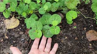 Whiteveined Dutchmans Pipevine Aristolochia fimbriata  Texas Gulf Coast Zone 9a [upl. by Akemehc]