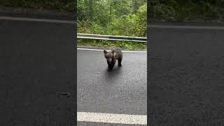 Pui de urs dragalas bear wildlife animals funny [upl. by Iives]