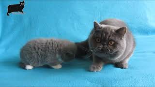 Exotic Shorthair cat care and features [upl. by Romalda]