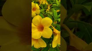 Beautiful Allamanda Flowers [upl. by Franckot946]