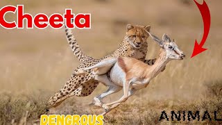 cheeta dengrous forest animal amitdevkush33gun speed animal [upl. by Adev]