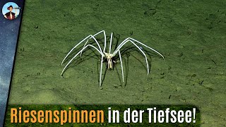 Gigantische Spinnen in der Tiefsee Wie groß werden sie [upl. by Namref]