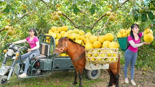 Use 3wheeled Vehicle Harvesting Many Grapefruit Goes To The Countryside Market Sell  Farm Life [upl. by Erline]