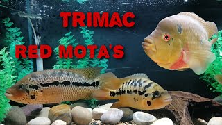 Parachromis motaguensis and Amphilophus trimaculatus cichlid updates [upl. by Eloisa]