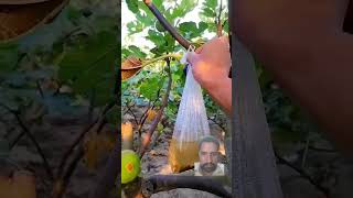 A Bag Of Water Would Do The Bending Work For Fruit Tree Branches farming ideas agriculture [upl. by Simmie669]