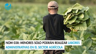 NOM 038 Menores solo podrán realizar labores administrativas en el sector agrícola [upl. by Ardien]