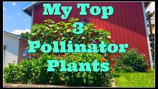 My Top 3 Pollinator Plants [upl. by Lenette]