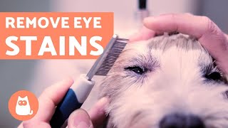 How to Clean a Dogs EYE STAINS  Ocular Hygiene [upl. by Solberg104]