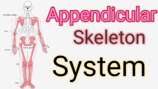 What is appendicular skeleton system 126 BONES [upl. by Palma]