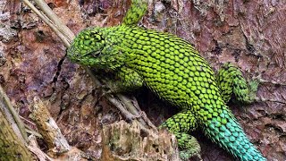 Emerald Swift or Spiny Green Lizard  A beautiful lizard feeding on ants Sceloporus malachiticus [upl. by Kendry]