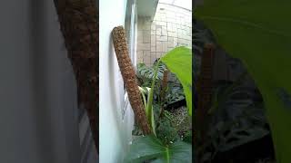 Perfect halfmoon Variegated Monstera leaf unfurling timelapse [upl. by Viquelia]