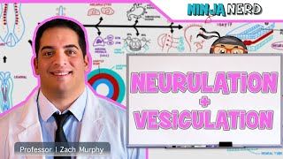 Embryology  Neurulation Vesiculation Neural Crest Cell Migration [upl. by Mcgregor988]