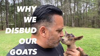 Why We Disbud Our Nigerian Dwarf Goats [upl. by Susejedairam562]