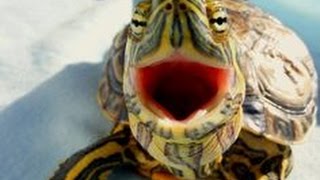 Top 10 Funny Turtle  Tortoise Videos Compilation 2016 [upl. by Ivana]