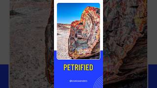 Petrified petrifiedwood arizona naturalwonders youtubeshorts didyouknow [upl. by Neicul]