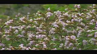 Neelakurinji blooming and the Munnar hills [upl. by Atlanta]