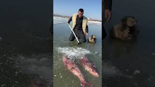 Este chico encontró peces congelados en el hielo 😰 [upl. by Rochester]