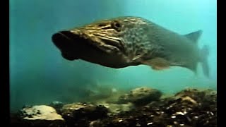 Livestream Highlights from the Great Lakes Fish Cam [upl. by Oninrutas]