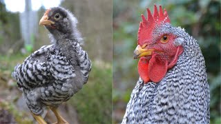 From Amrock Chick to Adult Rooster  Timelapse Chicken Transformation [upl. by Lefton]