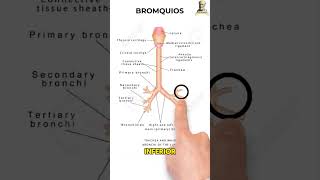 Anatomía de los pulmones 🫁 aprende anatomia pulmon semestrosos [upl. by Wentworth]