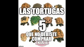 LAS 5 TORTUGAS QUE NO DEBISTE COMPRAR [upl. by Neve]