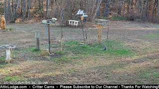 Attic Lodge Outback DeerWildlife CamLeft View [upl. by Trask]