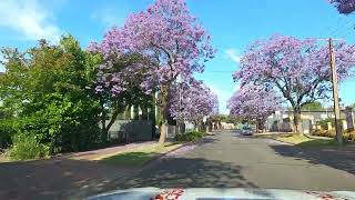 Glenside Jacarandas [upl. by Nomael512]