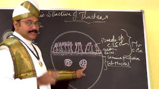 Histology Of Trachea [upl. by Pate]