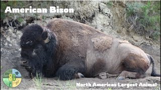 American Bison North Americas Largest Animal [upl. by Sivrup750]