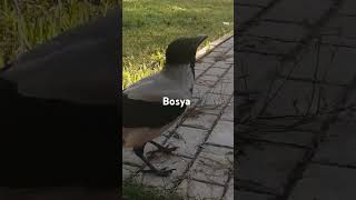 Вороны Бося и Штанишкин  Hooded crows Bosya amp Pantsy [upl. by Aekal]