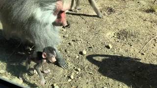 Adorable Baby Baboon [upl. by Vanhook]