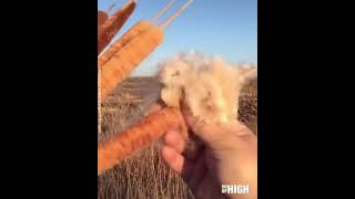 Cattail plant explosion [upl. by Forlini]